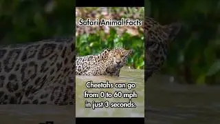 ☀️Safari Animal Facts🦛🌴Which ones did you NOT know?🐘 #Shorts #Safari #AnimalFacts #Geography