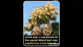 hundred #years #old #palm #tree #nature