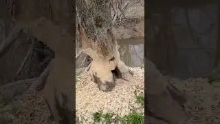 The Doings of a Beaver🦫