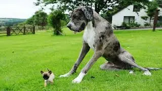 Great Dane and Pet Friendly Restaurants The Perfect Combination