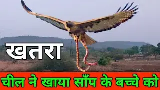 chil ne khaya 🤣#viral #viralvideo #shorts #vital #comedy #funny #reels #trending #facts #short feed