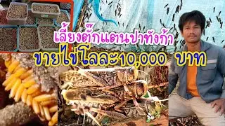 กิโลละ 10,000  เลี้ยงตั๊กแตนปาทังก้าขายไข่ อาชีพมาแรง มีเท่าไรไม่พอขาย โทร0910565672