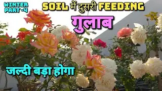 नए गुलाब में दुसरी Feeding 👉गुलाब जल्दी बड़ा होगा