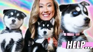 do we need another puppy???