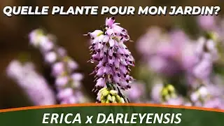 ERICA x DARLEYENSIS - Quelle plante pour mon jardin?