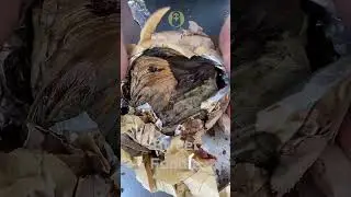 Street Food ｜Beggar's Chicken