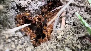 Lasius Latipes - 16 Ao&ucirc;t 2025, 7:29 pm, Saint-Andr&eacute;-Avellin - iNaturalist