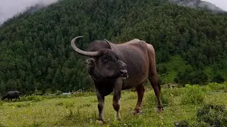 Simple Nepali Rural Mountain Lifestyle in Mid East Nepal ||