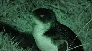 Wild Birds of Australia S1E1 | The Little Penguin: Tiny Birds, Big Adventures