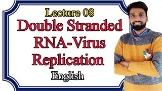 Lecture 08:  Double Stranded RNA Viruses, Replication Mechanism. ENGLISH.