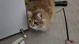 Norwegian Forest Cat Paws Under The Door of Mystery | Watch Your Fingers!