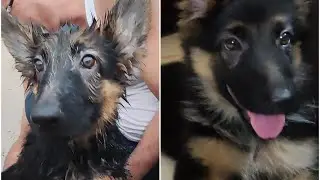 First Bath || Alpha (GSD) || Rohit Patwal