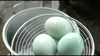 PRAKTEK MEMBUAT TELUR ASIN #praktek #membuat #telur #asin