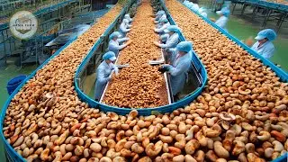How to Process Millions of Cashew Nuts in a Modern Processing Factory