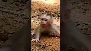 In a shocking moment, the mother monkey attacked her baby, leaving the little one crying in pain 14