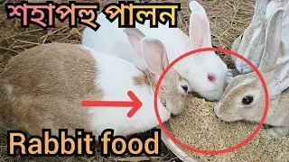 Rabbit farming in Assam // Rabbit farming business plan // khargosh farming in Assam 