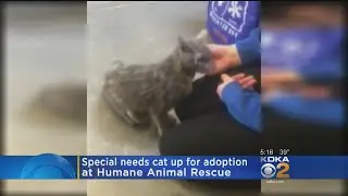 Special Needs Cat Up For Adoption At Local Shelter