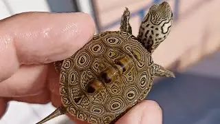 Tortuga lomo de diamante 💎 Malaclemys terrapin centrata