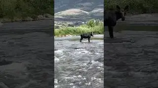 Wild moose encounter: fly fishing the Provo river for brown trout