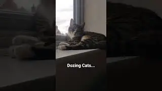 dozing cats