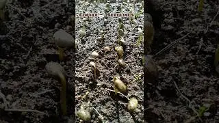 COFFEE☕SEEDLINGS🌱 Primary/Germination Bed