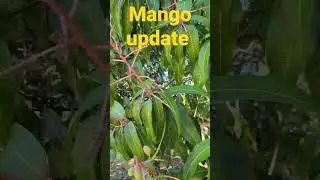 Mango tree update #growing #trees #fruit #tropical #good #delicious #yummy #growth