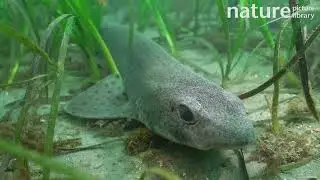 Small spotted catshark / Dogfish resting in a Common eelgrass meadow, Cornwall, UK