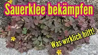 Sauerklee bek&auml;mpfen im Garten im Rasen und in Steinfugen - Horn-Sauerklee entfernen