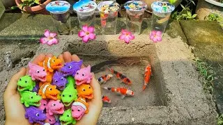 Unboxing Ikan Cupang Hias, Ikan Koki, Ikan Lele, Ikan Hias, Belut, Lobster Besar, Ikan Guppy, Koi