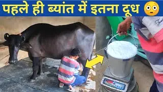 Milking of CIRB Record Holder🏆 Murrah Buffalo @Beniwal Dairy farm Haryana
