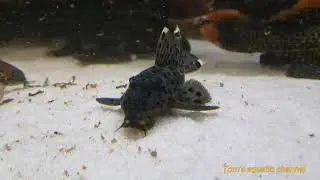 L264 Leporacanthicus joselimai 