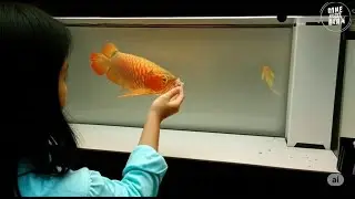My Aquarium Journey: From Beginner to Pro Fish Keeper