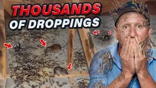RAT INFESTATION&rsquo;s nobody could solve...