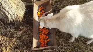 Про АСД для  коз.