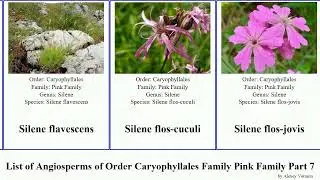 List of Angiosperms of Order Caryophyllales Family Pink Family Part 7 silene mariana firma rubella
