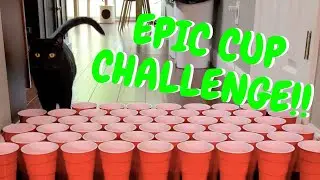 Cats vs. Cup Challenge!!
