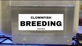Clown Fish Breeding Success - My Experience