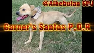 Garner's Santos P.O.R