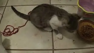 The Kittens First Night in the Bathroom