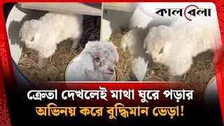 ক্রেতা দেখলেই মরার ভান ধরে &lsquo;ড্রামা কুইন ল্যাম্ব&rsquo; | Drama Queen Lamb | Kalbela
