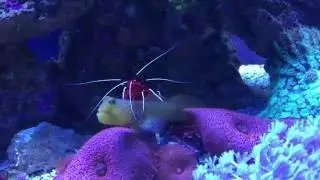 Lysmata debelius cleaning