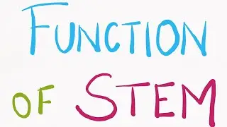 function of stem