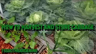 How to Harvest and Store Cabbage