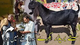Breeder Bakray Pakistan | Achi Nasl Ke Bakray | Saste Deal | Mandi Kay Rang