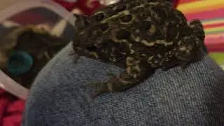 Hungry another toad update :).   He loves him home