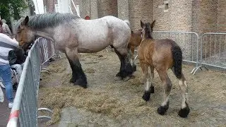 013 Zierikzee 20190604 05