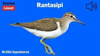 Rantasipi - Actitis hypoleucos - Common Sandpiper - drillsn&auml;ppa - ACTHYP