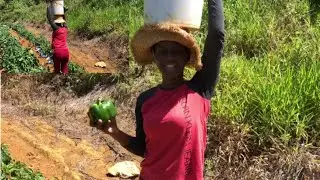 Young Farmer Couple Working Together To  Make A Living In Jamaica 🇯🇲 || True Story