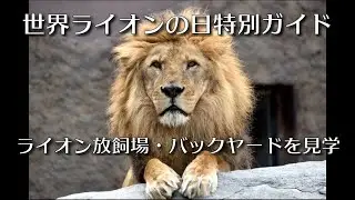 ライオンの放飼場とバックヤードに入ってみた　#円山動物園 #ライオン