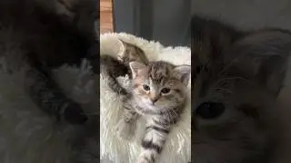 Devant : une boule de princesse. Derri&egrave;re : le drame commence